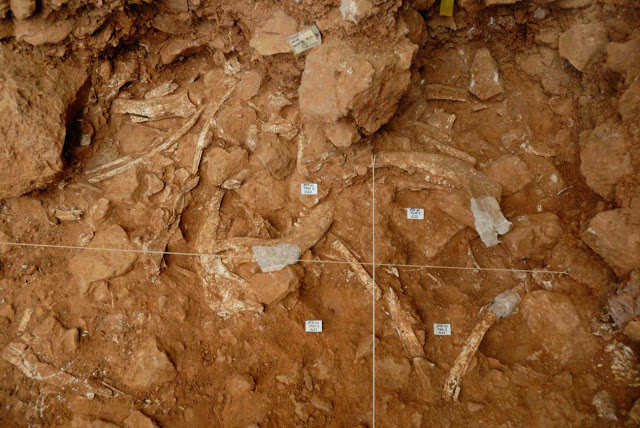 Concentración de restos de Bisontes en el yacimiento de la Gran Dolina, Atapuerca