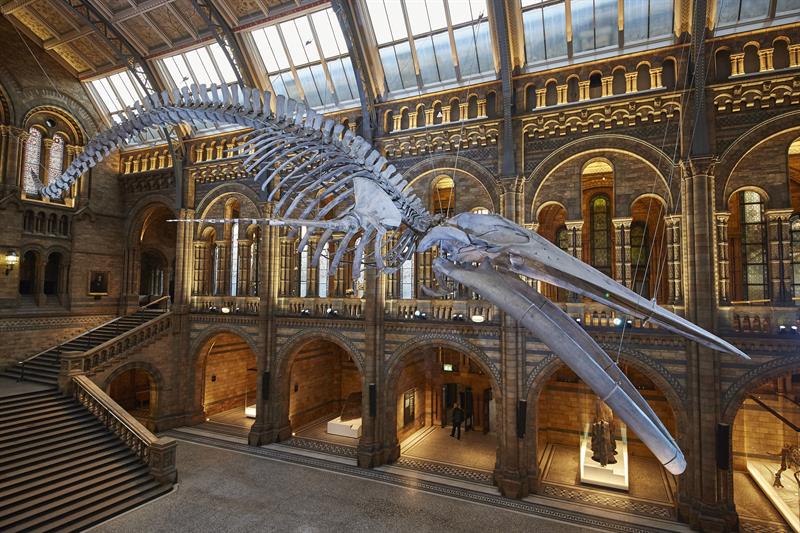El esqueleto suspendido de una colosal ballena azul de 1891 que dará la bienvenida a partir de mañana a los visitantes del Museo de Historia Natural de Londres