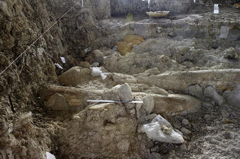 Las defensas de un mamut y restos óseos de la posible mandíbula (al fondo) en los yacimientos de Barranco León, Venta Micena y Fuente Nueva 3 de Orce (Granada).