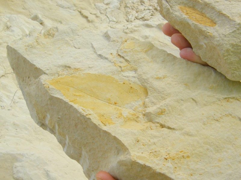 Detalle de una hoja fosilizada hallada en Puerto de la Cadena - IPHES.